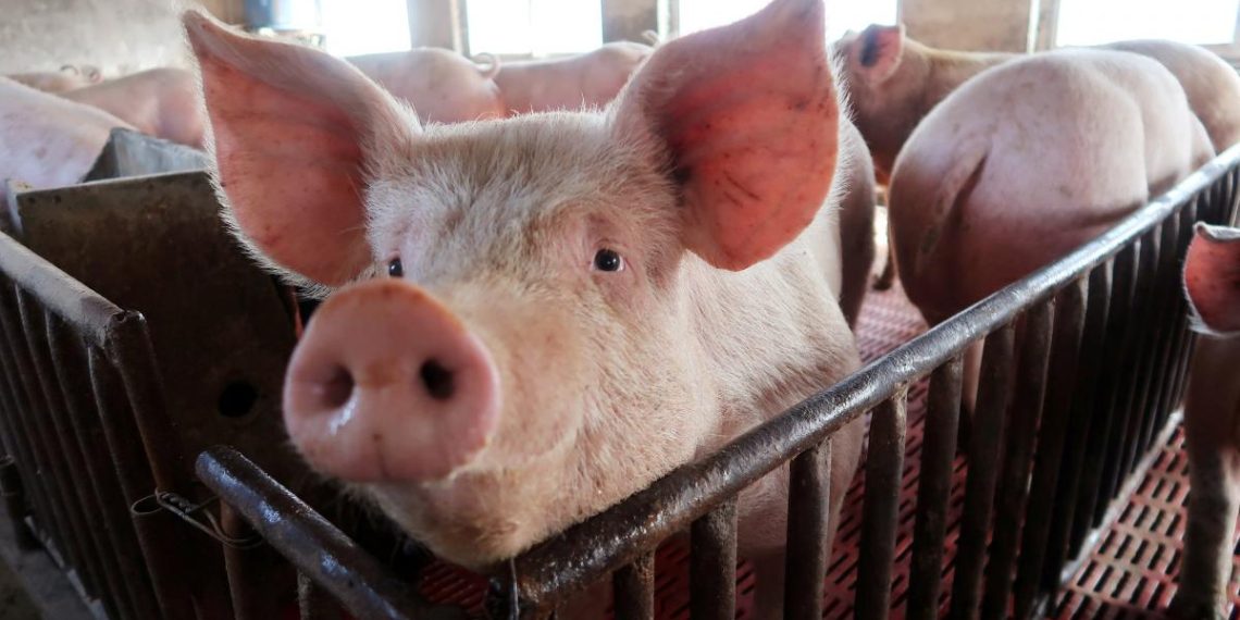 Бюджетне утеплення свинарника: чим укрити стіни та підлогу, щоб не мерзли тварини