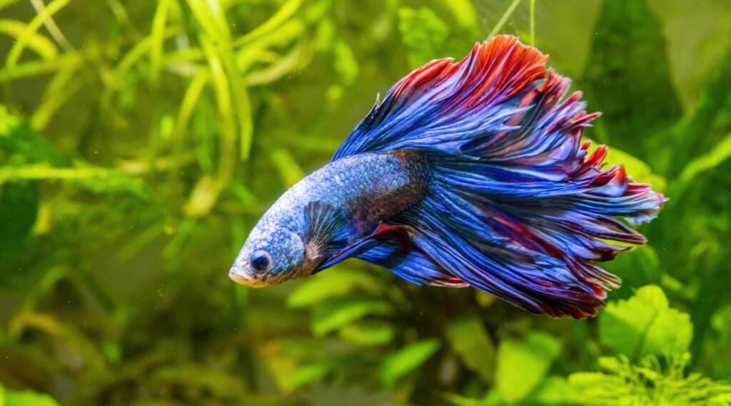 що означає, коли сниться риба чоловіку