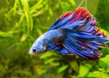 що означає, коли сниться риба чоловіку